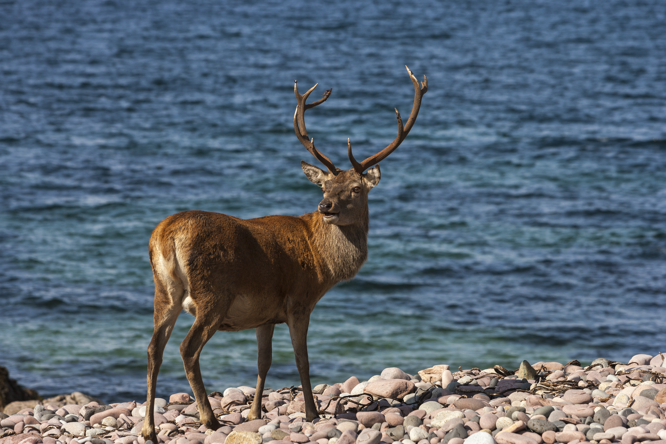 Muck boots red sales deer